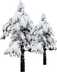 冬季冰雪大树高清PNG素材，透明节日元素，圣诞设计图库下载