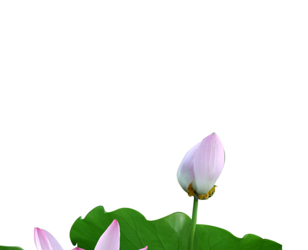 端午佳节，手绘荷叶荷花池塘美景PNG透明图片，高清设计素材免费下载