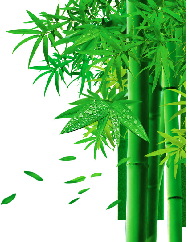 端午节竹叶美景风光PNG素材，高清透明图片，节日元素设计下载