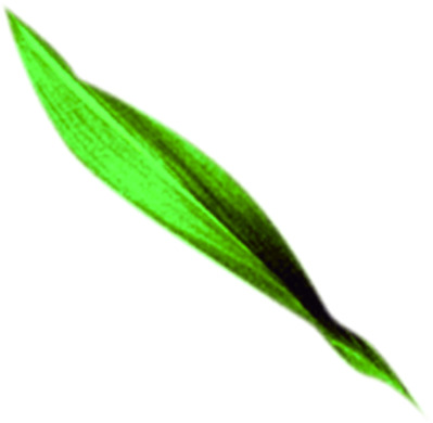 绿色手绘竹叶风光PNG图片，端午节节日元素，高清透明设计素材下载