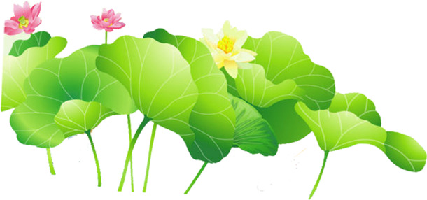 端午节特色，高清PNG荷叶荷花，绿色清新池塘美景，节日图片设计素材下载