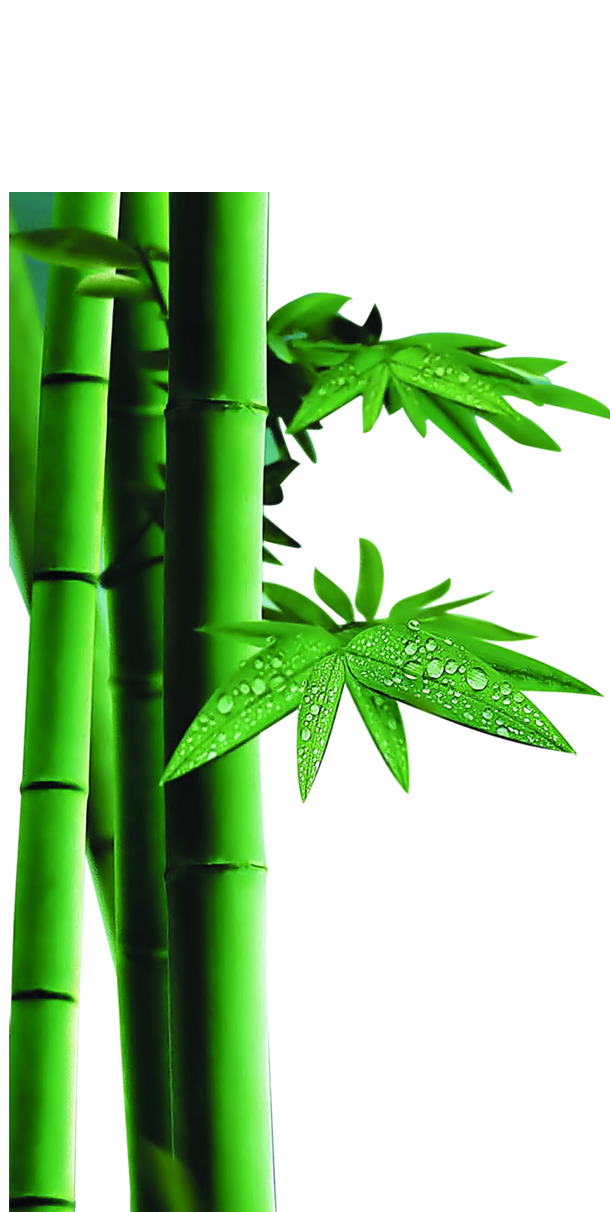 端午节竹叶露珠清新风景PNG透明图片素材，高清下载
