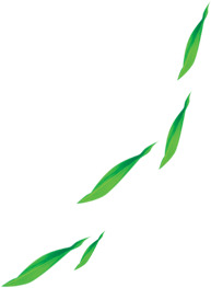 端午节PNG透明图片，绿色落叶节日元素，高清素材免费下载
