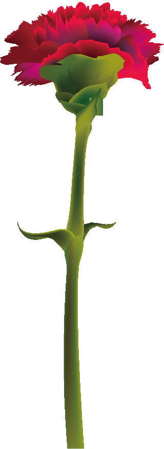 母亲节花朵装饰PNG透明图，节日元素设计素材高清下载
