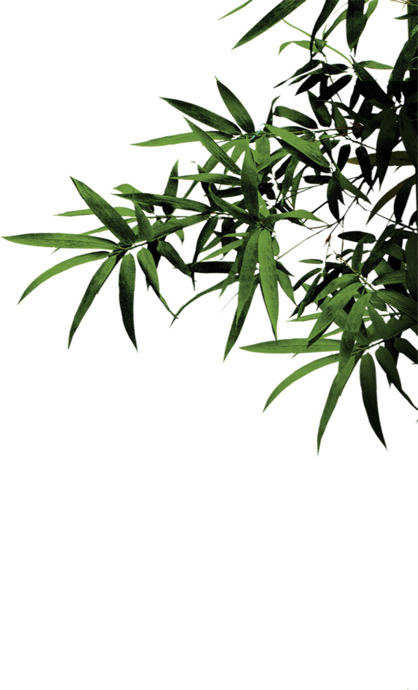 端午节竹叶竹林风光PNG素材，高清透明图片，节日装饰元素下载
