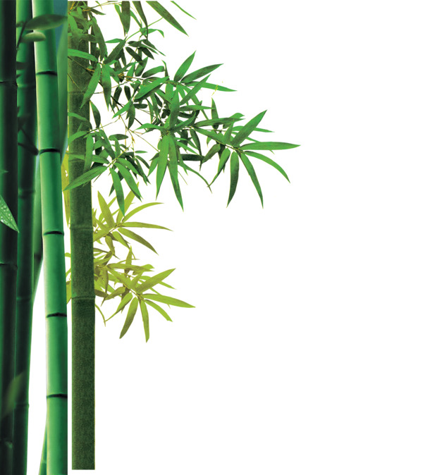 端午节竹子素材，高清PNG透明图片，节日元素设计下载
