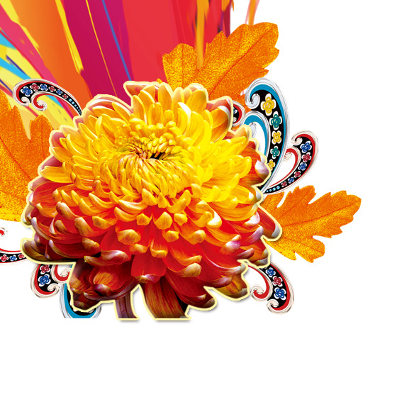 菊花PNG透明图，节日元素PSD素材，一键下载！