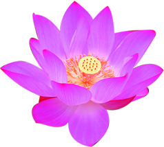 端午节水彩紫色荷花PNG透明图片，节日设计素材高清下载