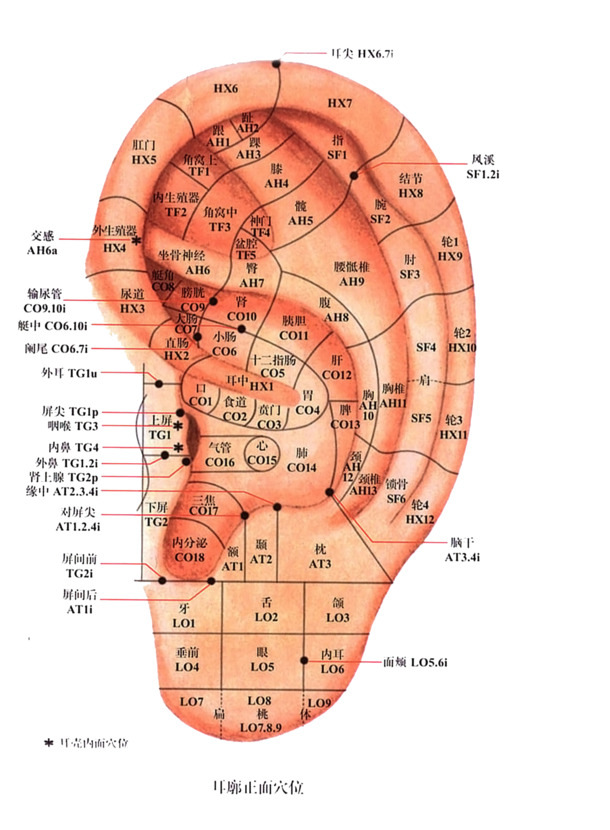 人体耳朵穴位高清PNG透明图，中国风装饰元素，免费下载