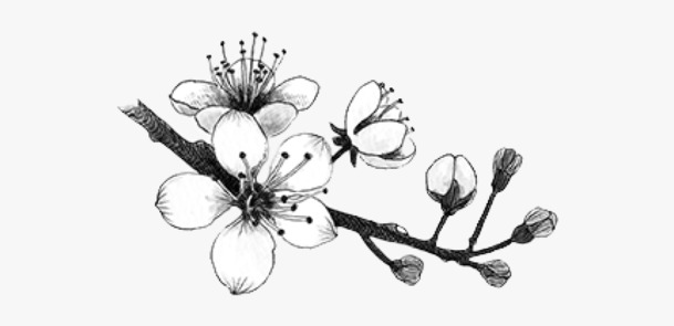 古风梅花水墨插画，高清PNG透明图片，中国风装饰元素，免费下载