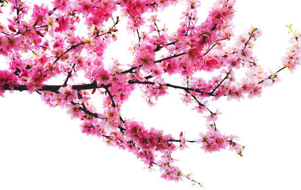 植物设计，春天桃花PNG透明图，高清节日元素及其他节日图片素材下载