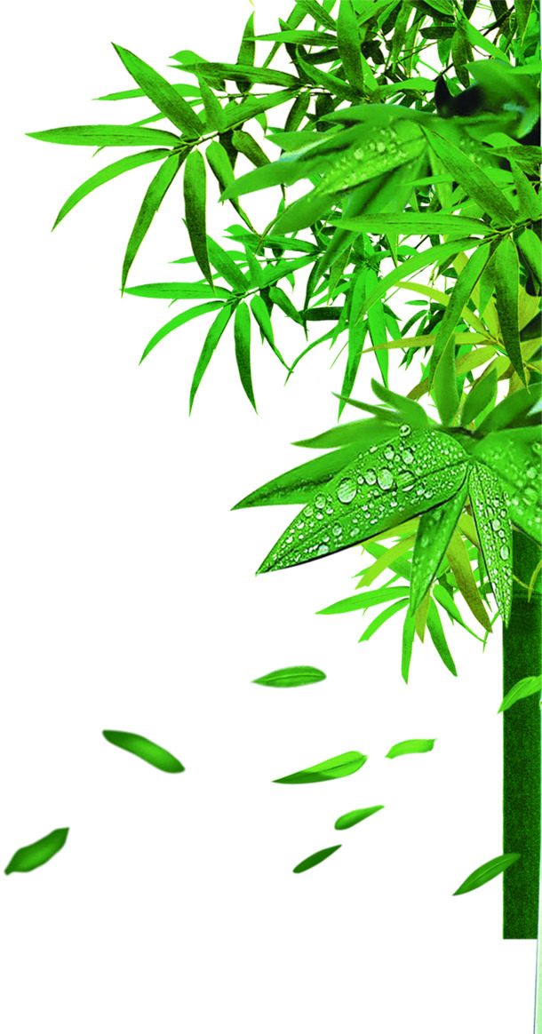 端午佳节素材，高清绿色竹叶露珠PNG，清新节日风景设计元素下载