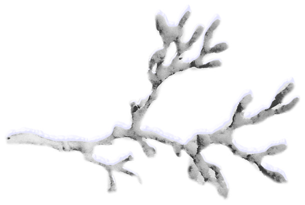 冰雪树枝高清PNG透明图，圣诞节日元素设计素材下载