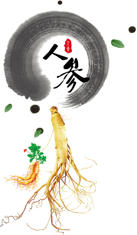 中国风人参PNG透明图片，高清装饰元素，设计素材下载
