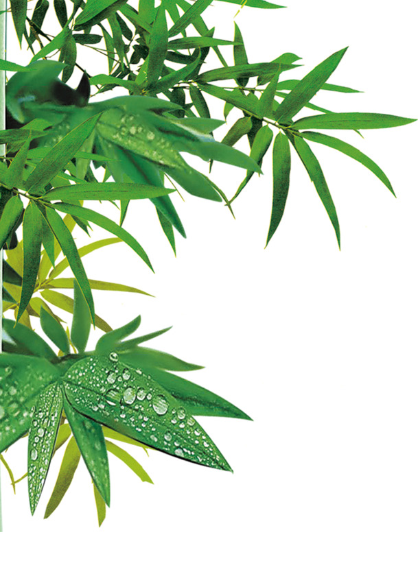 绿色竹叶风景清晨PNG透明图，端午节日元素，高清素材免费下载