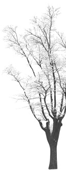 雪中小树枝高清PNG透明图，圣诞节节日元素，设计素材免费下载