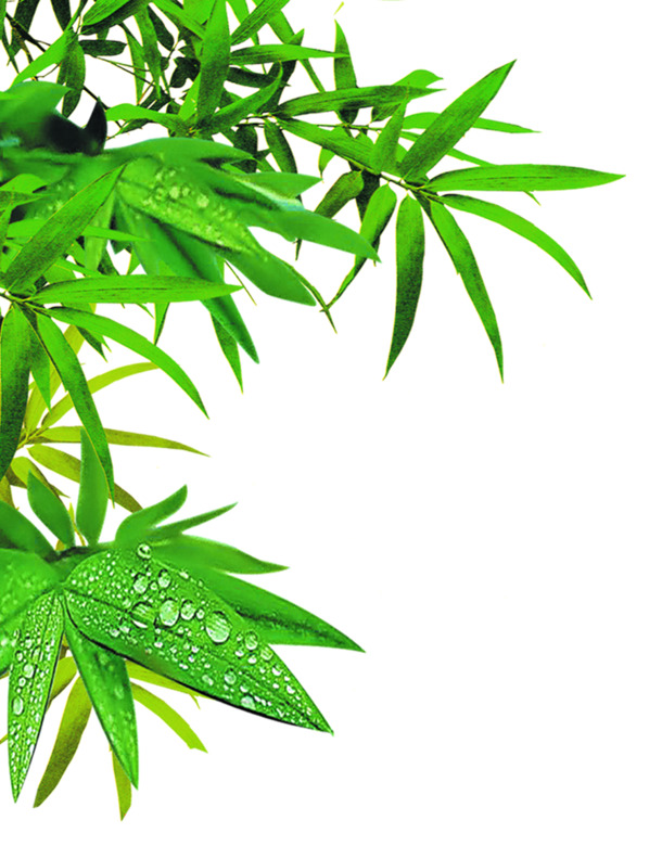端午节清新露珠竹叶高清PNG透明图片，节日元素设计素材下载