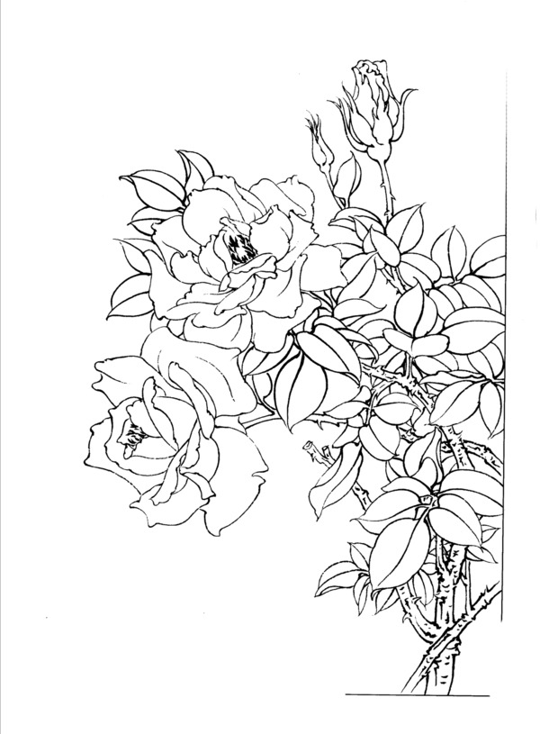中国风牡丹白描PNG透明图片，高清装饰元素，设计素材免费下载