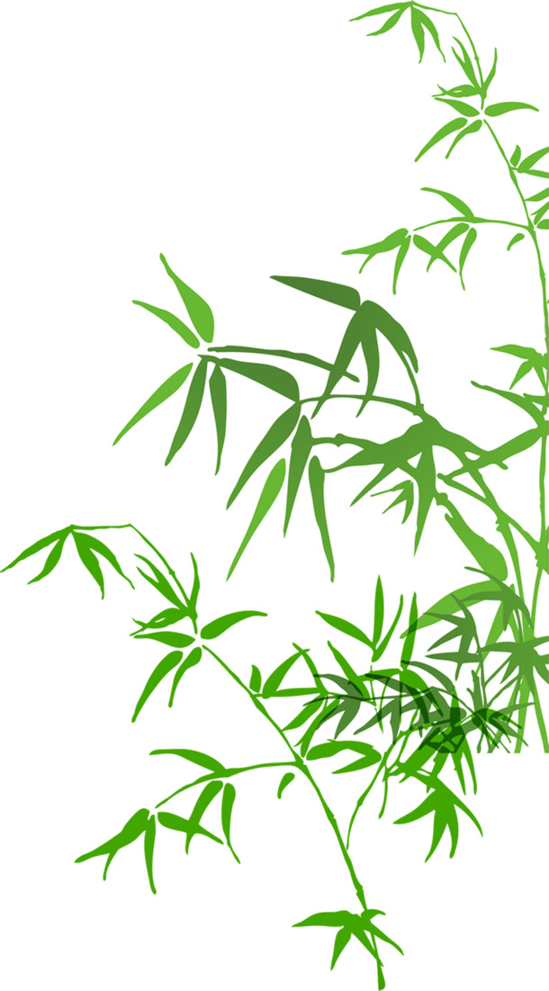端午佳节，彩绘毛竹叶子PNG透明图，高清竹子节日元素设计素材下载