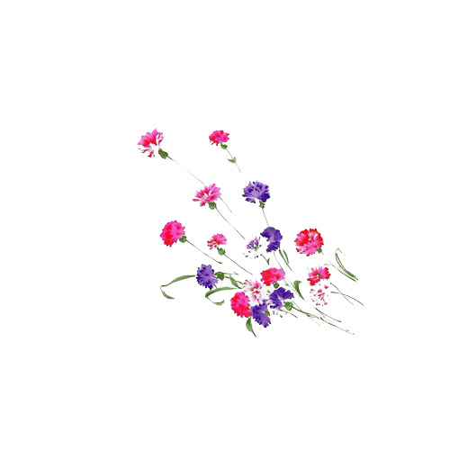 手绘康乃馨PNG透明图，节日元素下载，高清素材库