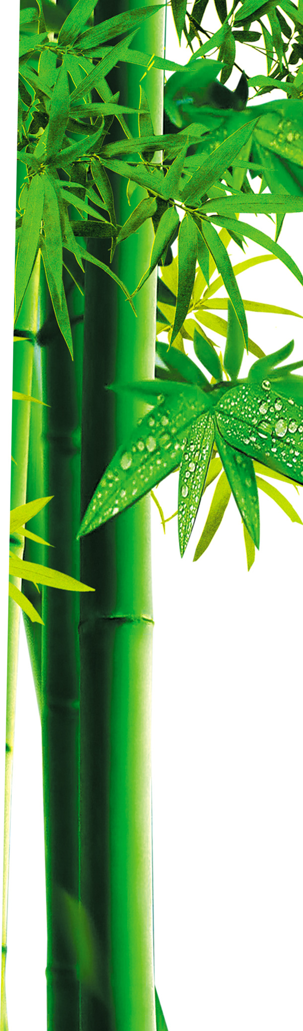 端午节素材，露珠点缀茂密竹子，高清PNG透明图片，节日元素设计下载