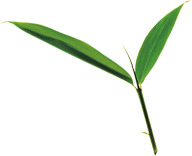 端午节绿叶装饰PNG素材，高清透明图片，节日元素设计下载