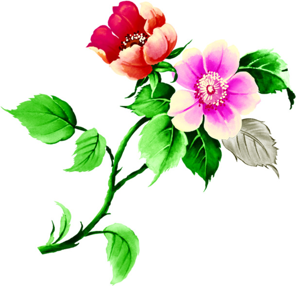 端午节水彩花朵PNG素材，高清透明手绘图案，节日元素设计下载