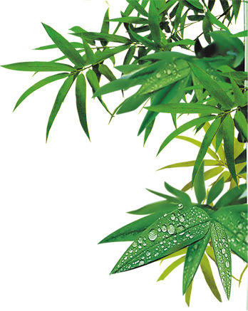 端午节绿色粽子与竹叶PNG透明图片，高清节日元素设计素材下载