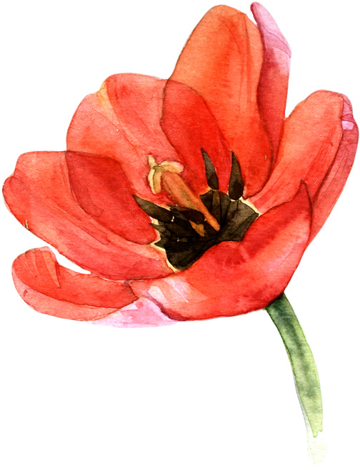 中国风水彩虞美人花插画，高清PNG透明素材，装饰元素设计下载