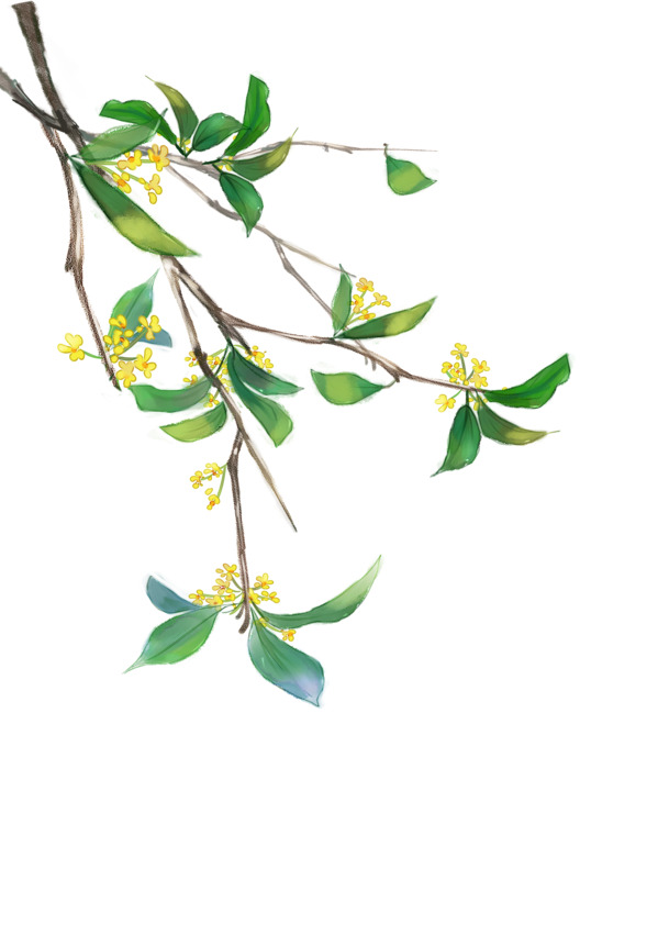 中秋金桂桂花高清PNG素材，透明动植物元素，免费下载设计图
