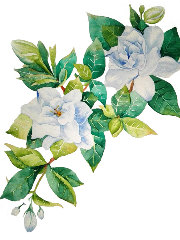 茉莉花叶子茶PNG透明图，高清漂浮元素，叶子设计素材下载