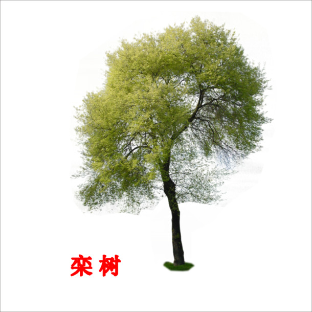 栾树PNG透明图片，高清动植物元素设计素材下载