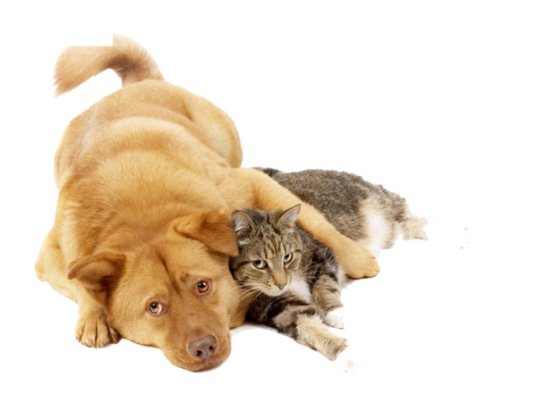 狗抱猫咪PNG透明图，动物元素设计素材，高清下载