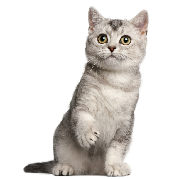 电商宠物猫动态PNG透明图，高清动植物元素，设计素材免费下载