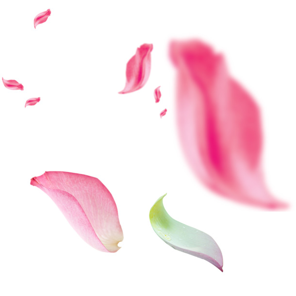 高清PNG透明花瓣图片，红色长瓣，漂浮元素设计素材下载