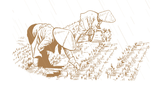 谷雨时节插秧景，精美卡通手绘PNG透明背景插画素材下载