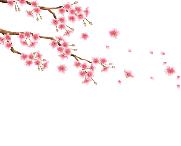 教师节献礼，一树桃花绽放，高清PNG透明图片，漂浮花瓣PSD设计素材免费下载
