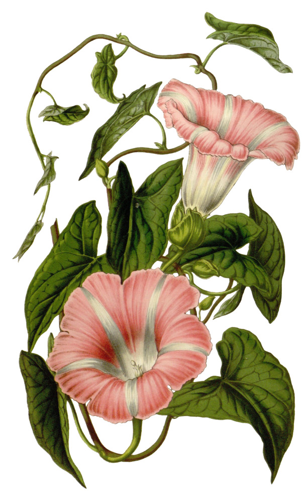 复古手绘植物花卉插画，高清PNG透明图片，动植物元素丰富，设计素材下载