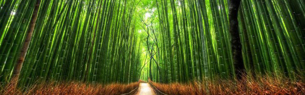 清新大气唯美竹林PNG透明背景，淘宝海报设计素材，高清下载