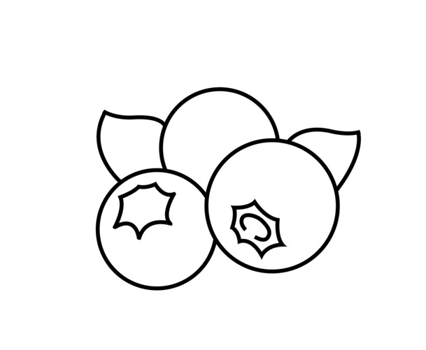高清葡萄黑加仑素描PNG，透明线稿动植物元素，创意植物设计素材下载