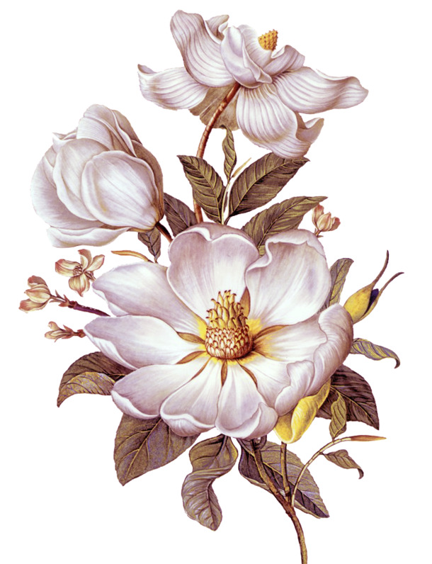 油画茶花矢量图，高清PNG透明素材，EPS格式，设计装饰必备下载