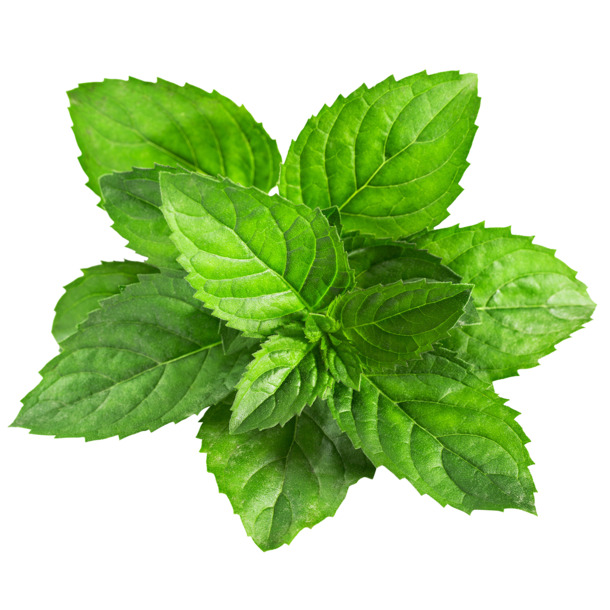 翠绿树叶与薄荷叶创意合成，高清PNG透明漂浮元素，叶子图片设计素材下载