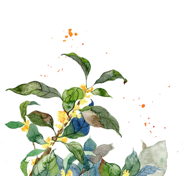 桂花PNG透明图片，高清装饰元素，植物设计素材免费下载