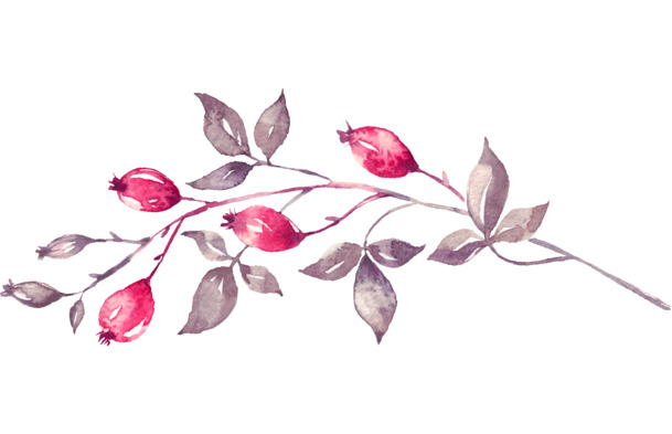 手绘水彩花卉插画，高清PNG透明图片，装饰元素与设计素材下载