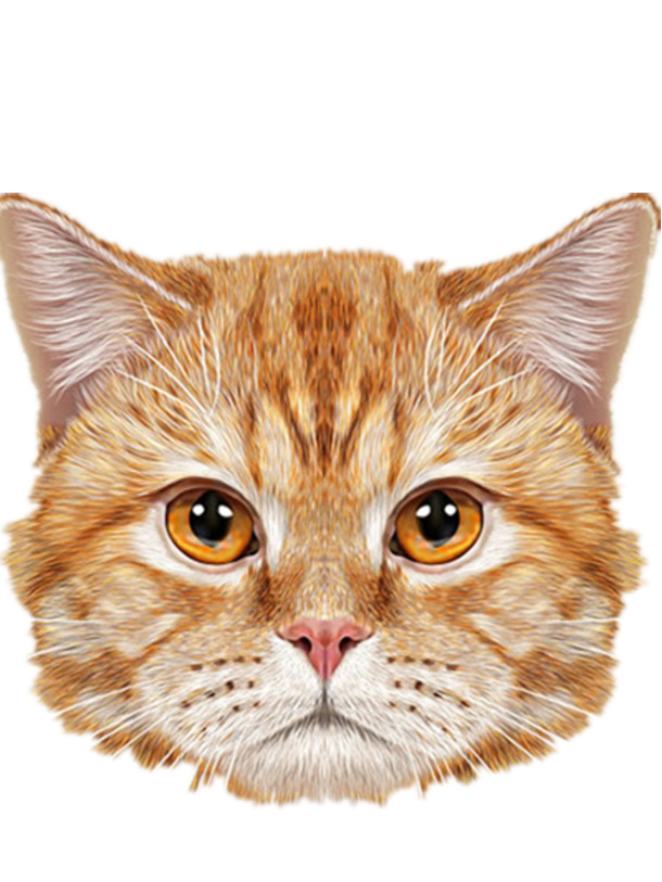 高清PNG英国短毛猫透明图片，精美动物装饰元素，设计素材免费下载
