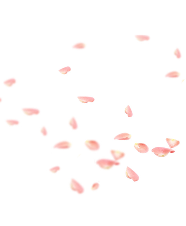 桃花节日高清PNG素材，粉红花瓣飘落装饰，透明漂浮元素图片下载