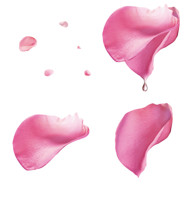 粉色玫瑰花瓣漂浮高清PNG素材，透明花瓣元素，免费下载设计素材