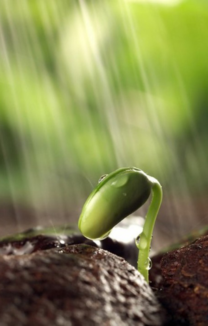 雨水萌芽背景素材，高清JPG图片，创意另类设计元素，免费下载