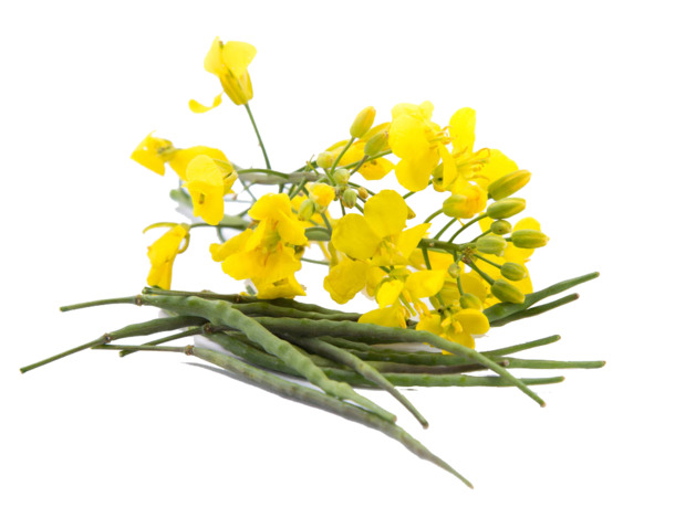 高清PNG透明油菜花图片，特写花瓣漂浮元素，设计素材免费下载