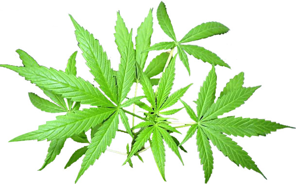 火麻绿色植物PNG透明图，动植物元素设计素材，高清下载